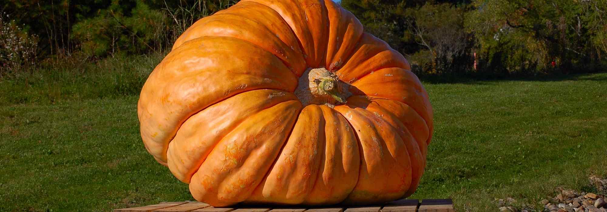 Las calabazas gigantes: el cultivo de la desmesura