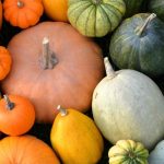 Las diferentes familias de calabazas: elegir las variedades adecuadas para tu jardín