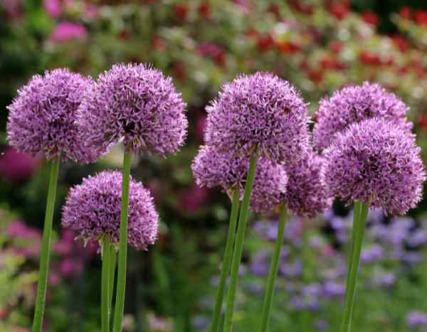 ¿Cómo multiplicar los alliums mediante la división de bulbos?