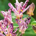 Las plantas de floración moteada