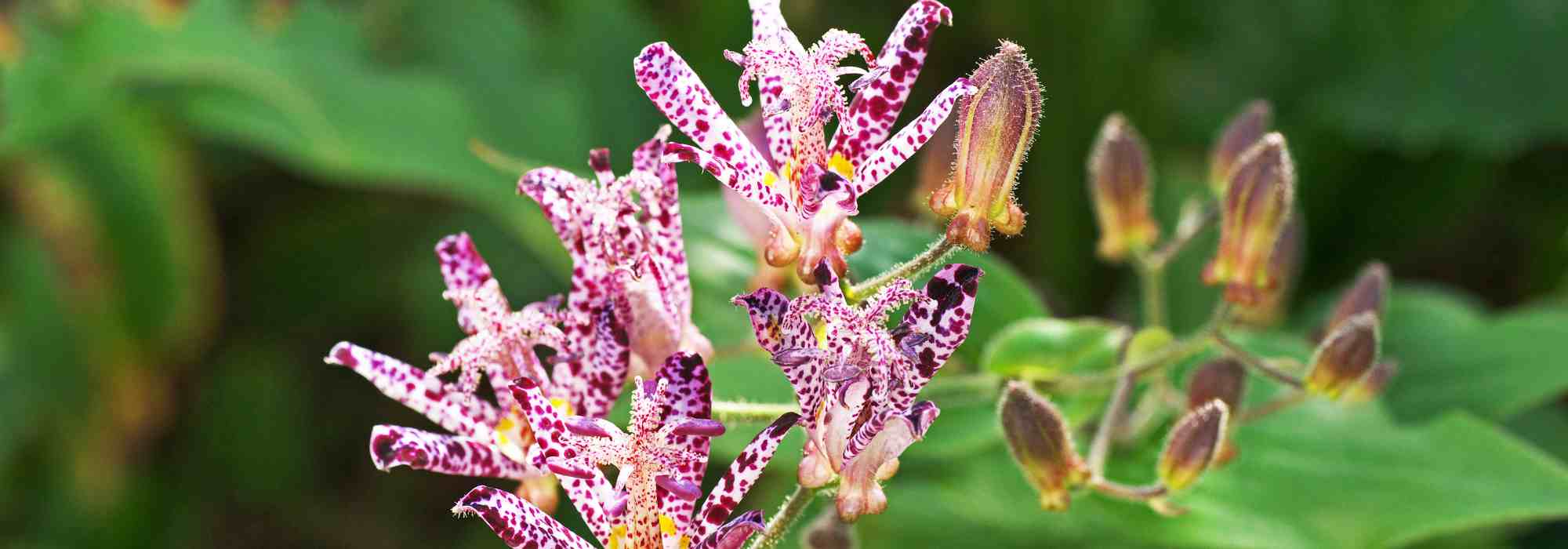 Las plantas de floración moteada