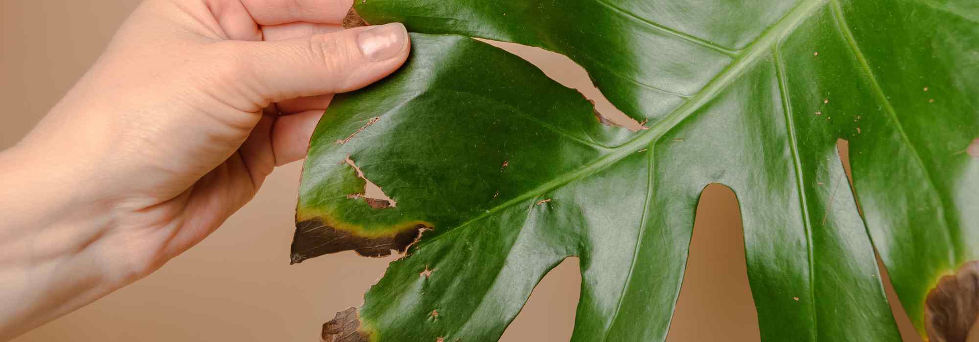 Las enfermedades y parásitos del Monstera