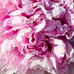 Mi Peonía arbustiva no florece. ¿Por qué?