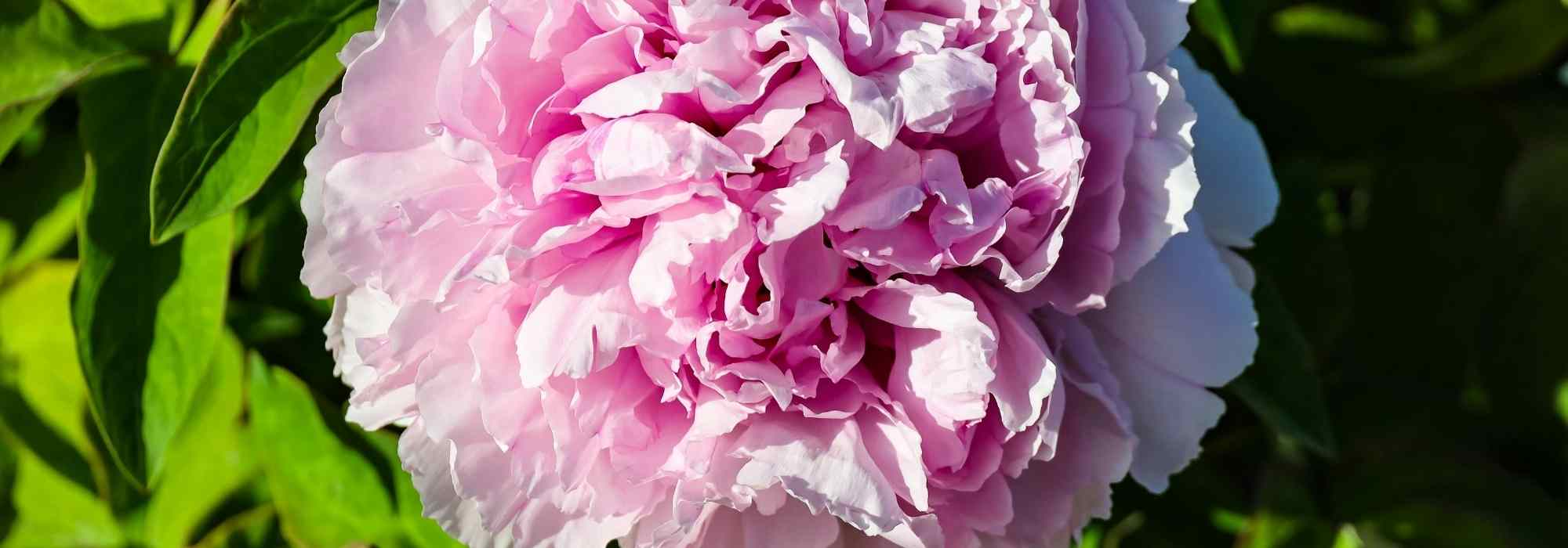 Mi Peonía arbustiva no florece. ¿Por qué?