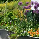 ¿Cómo plantar alliums en maceta o en jardinera?