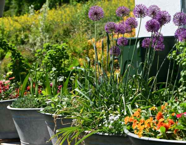 ¿Cómo plantar alliums en maceta o en jardinera?