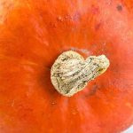 Cultivar la calabaza: nuestros consejos