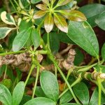 Enfermedades y plagas de la Schefflera
