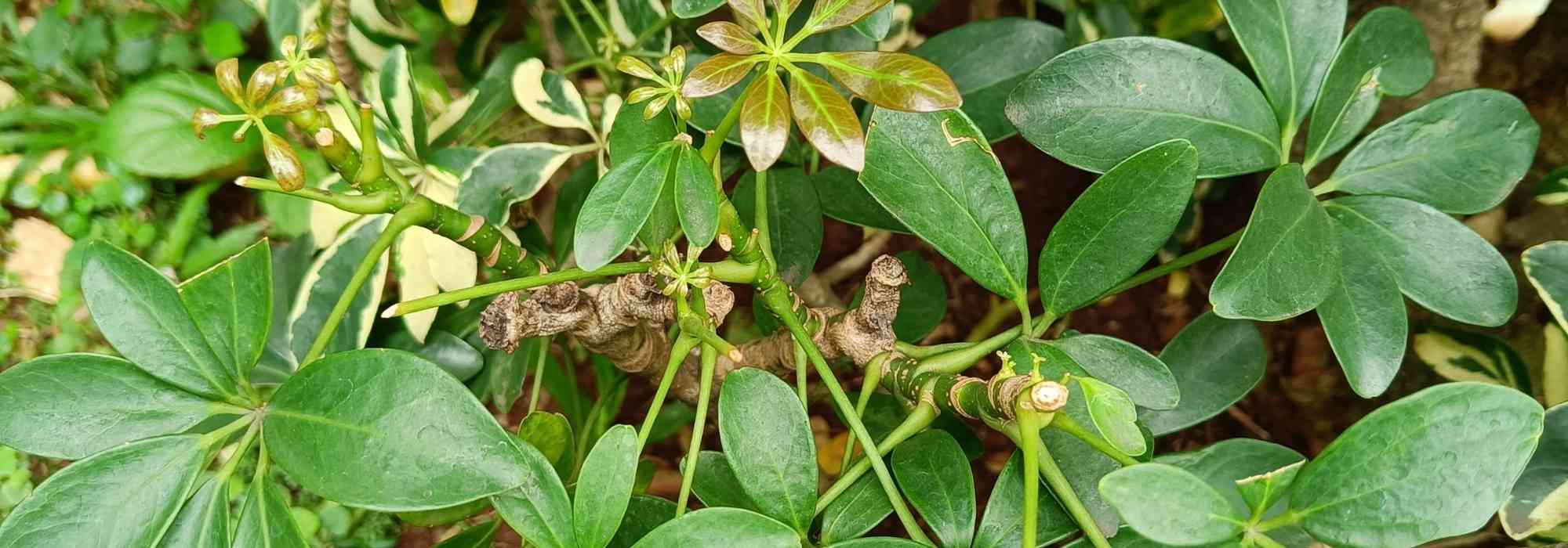 Enfermedades y plagas de la Schefflera