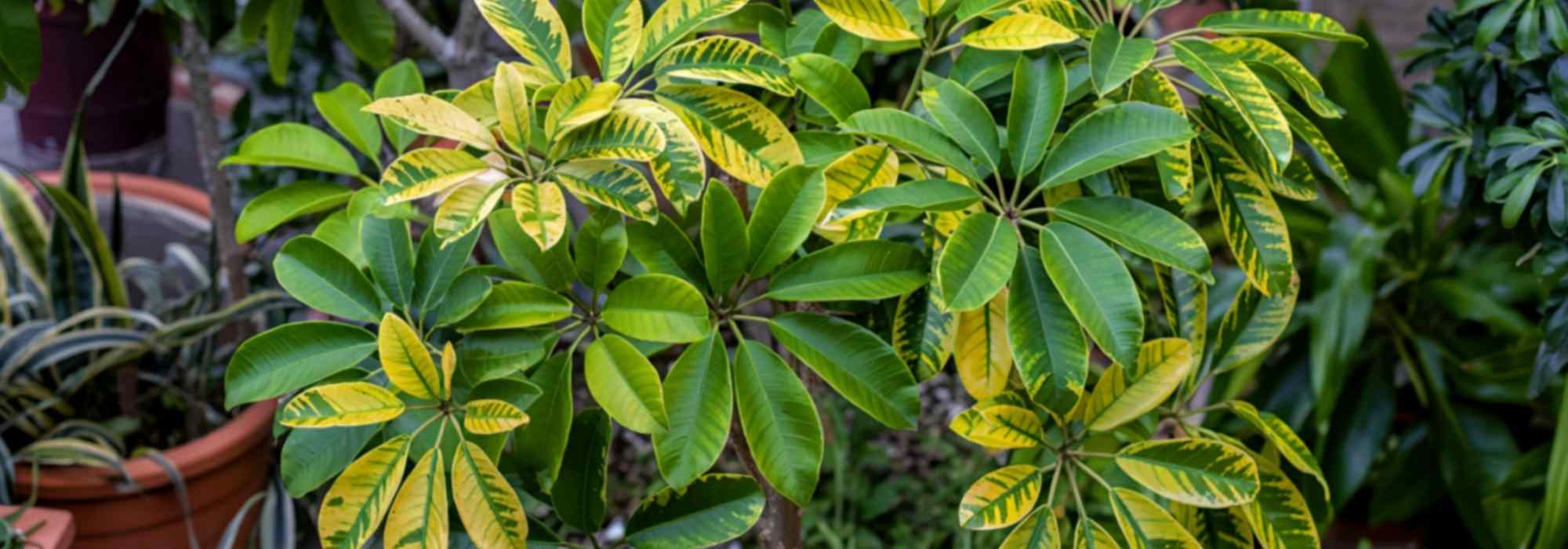 Schefflera: su cuidado a lo largo de las estaciones