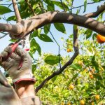 Poda del naranjo: ¿cuándo y cómo?