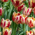 ¿Cómo elegir tulipanes bicolor para una floración espectacular en primavera?