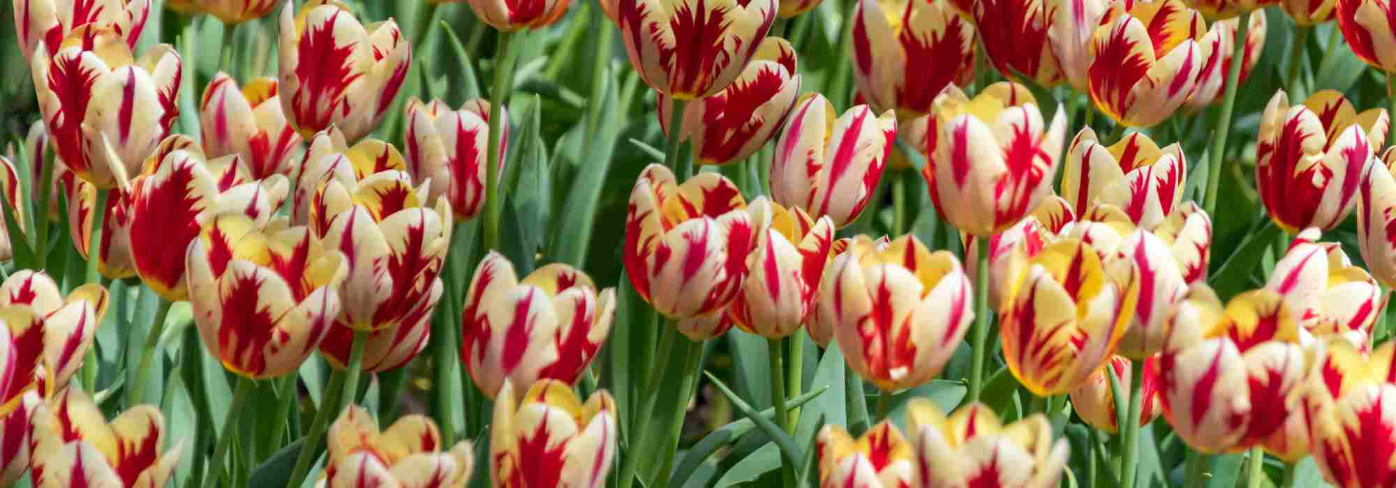 ¿Cómo elegir tulipanes bicolor para una floración espectacular en primavera?