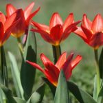 ¿Cómo elegir tulipanes tempranos para una floración precoz en primavera?