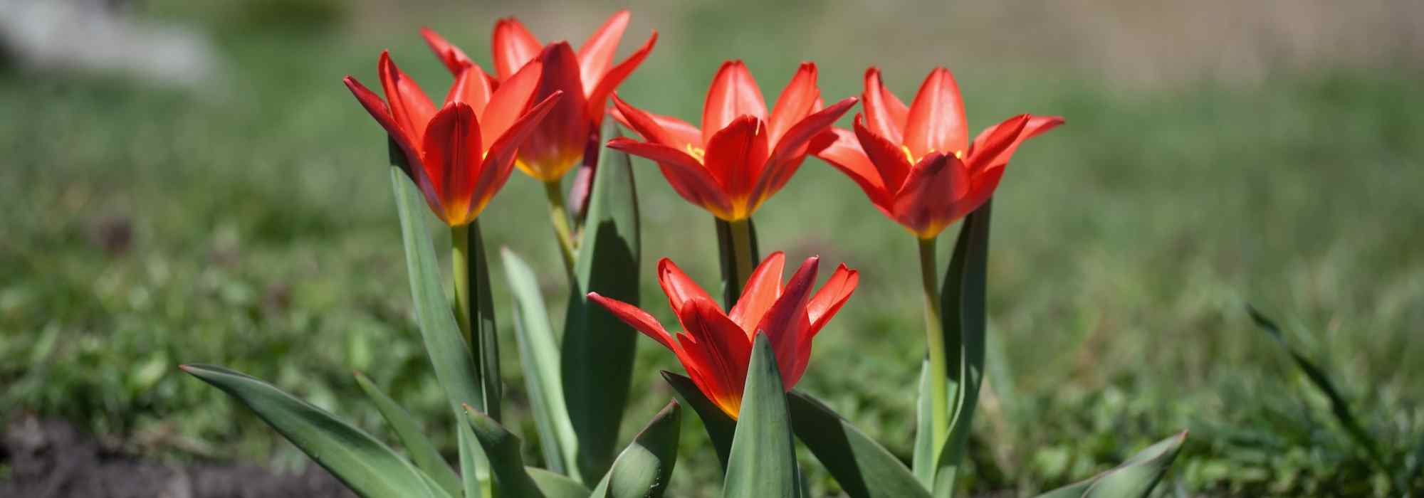 ¿Cómo elegir tulipanes tempranos para una floración precoz en primavera?