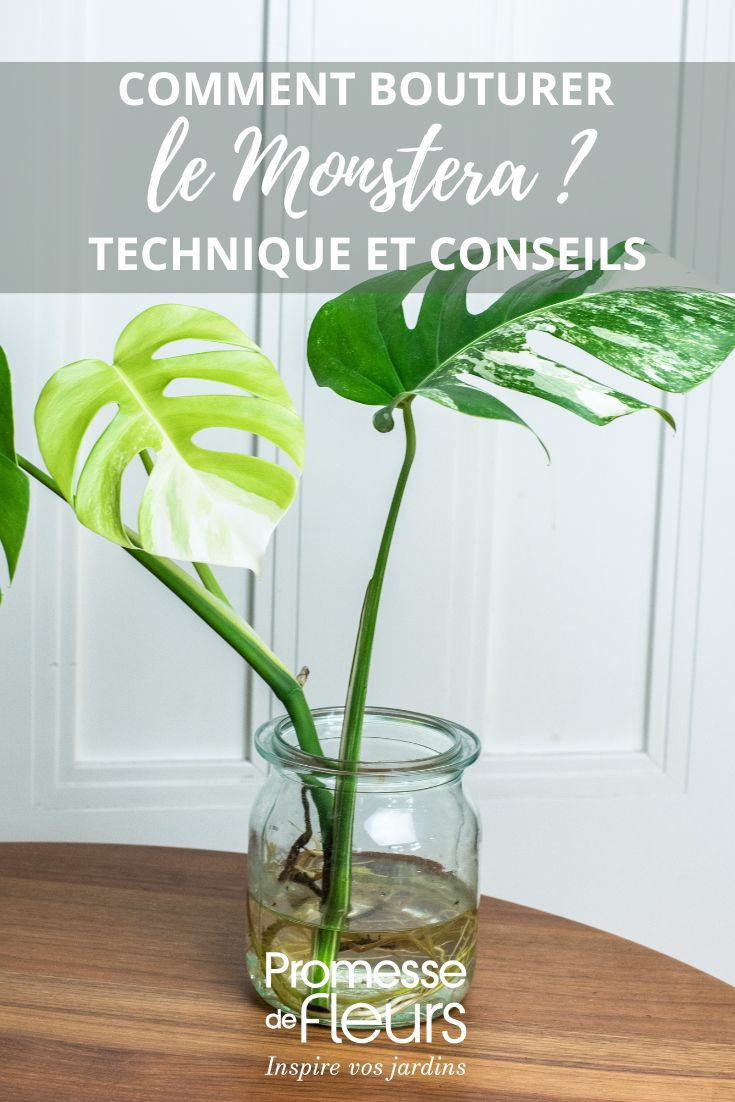 Esquejes de Monstera