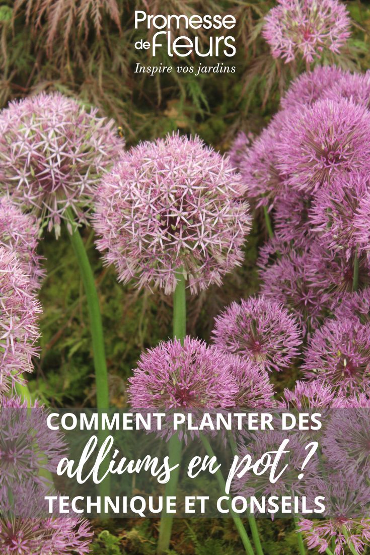 ¿A qué te refieres exactamente con "allium rose"? ¿A la traducción del nombre científico Allium roseum (que no se traduce) o al nombre común en español, por ejemplo "ajo rosado"? Si se trata de Allium roseum, la forma no se traduce.