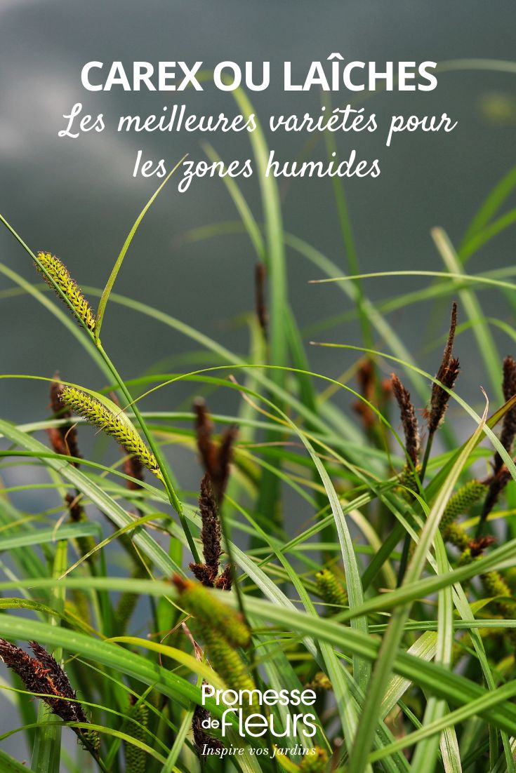 Carex ripisilva