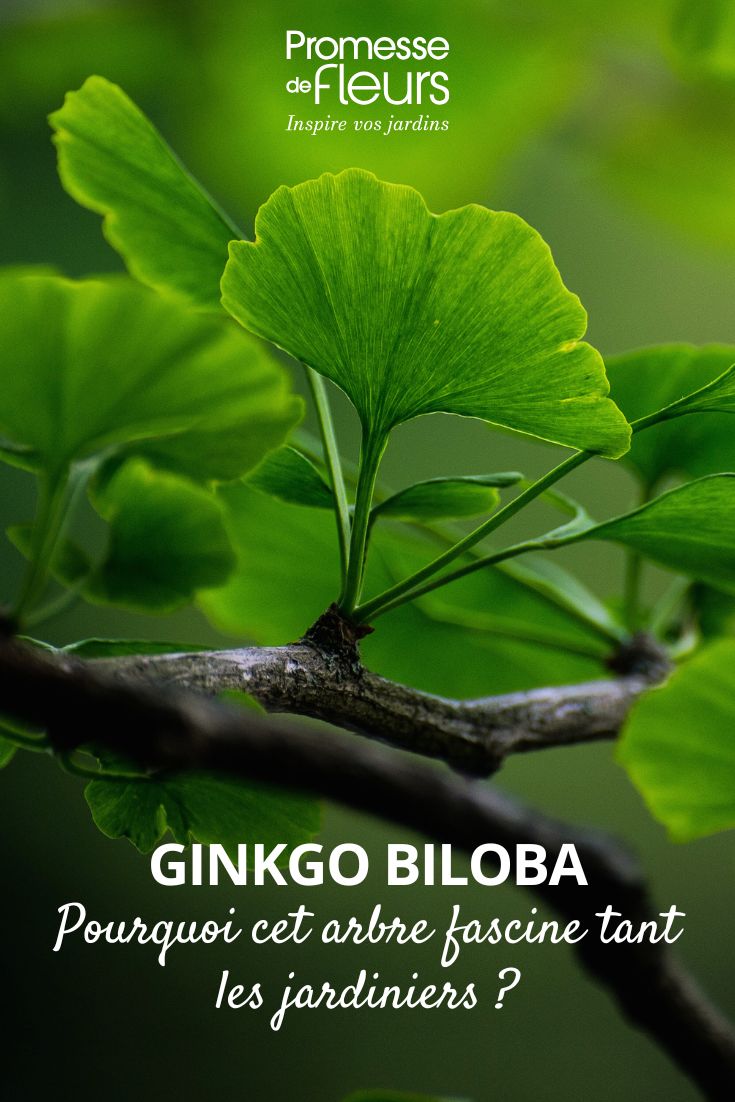 hoja de Árbol sagrado