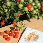 ¿Cómo secar y conservar bien las semillas de hortalizas?