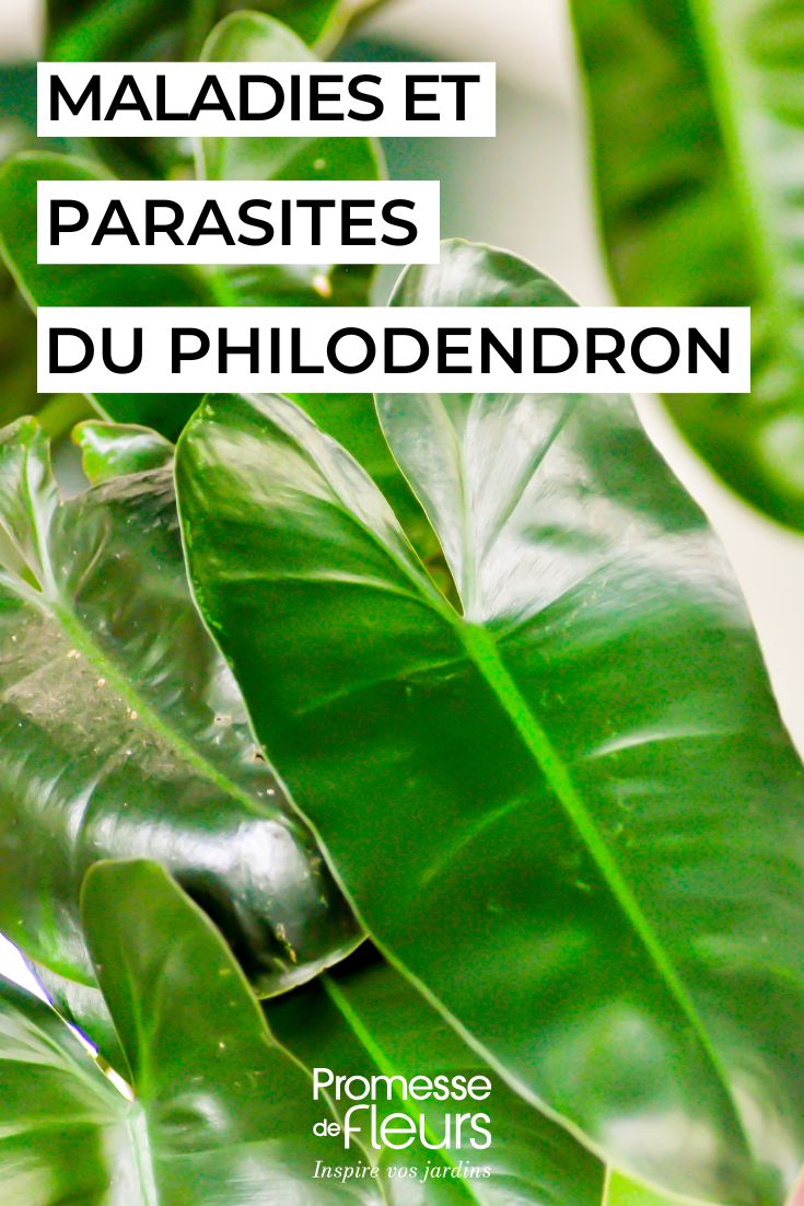 hojas de PHILODENDRON