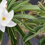 Palmera de Madagascar: cultivar y cuidar