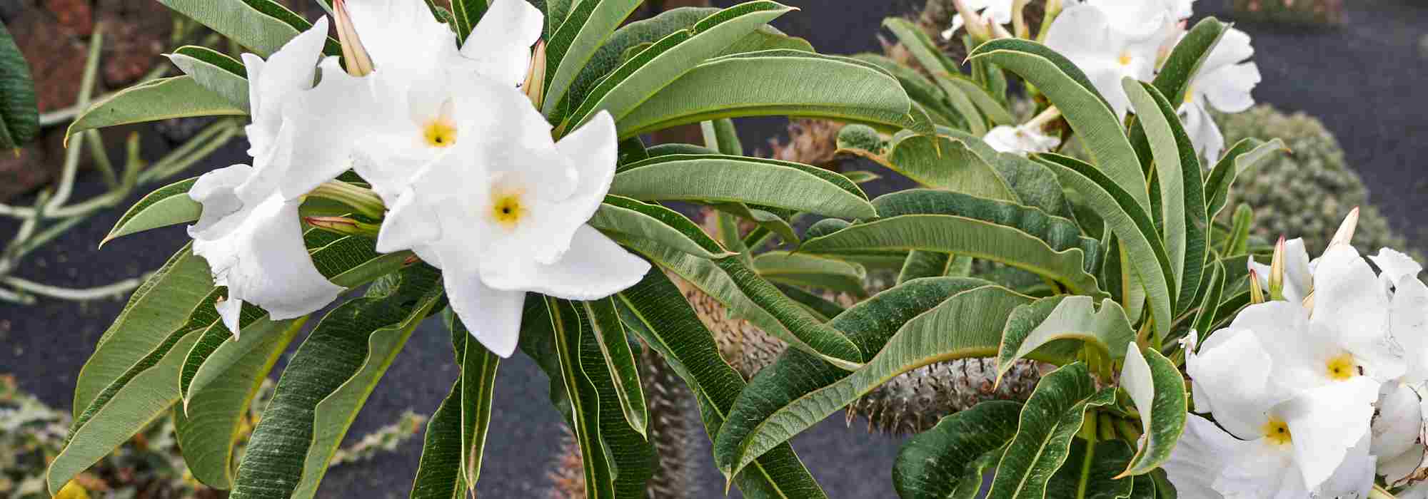 Palmera de Madagascar: cultivar y cuidar