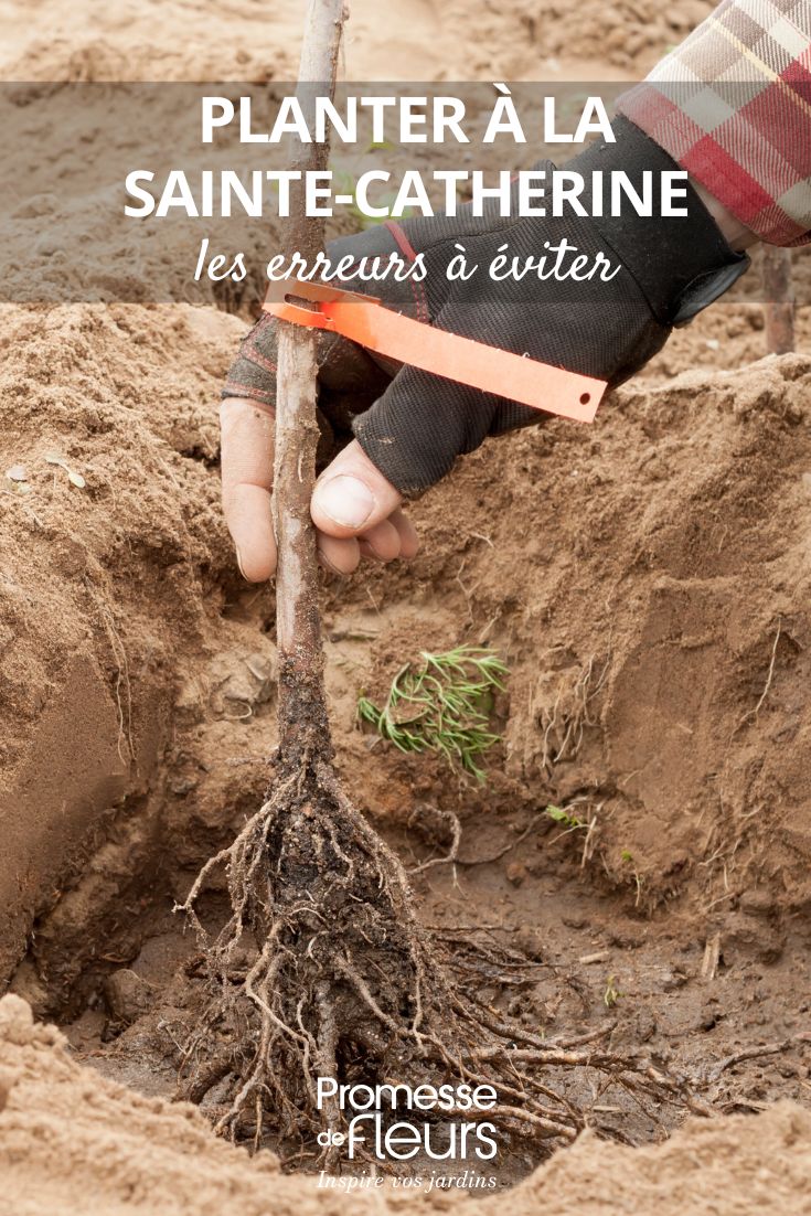 plantación de una raíz desnuda