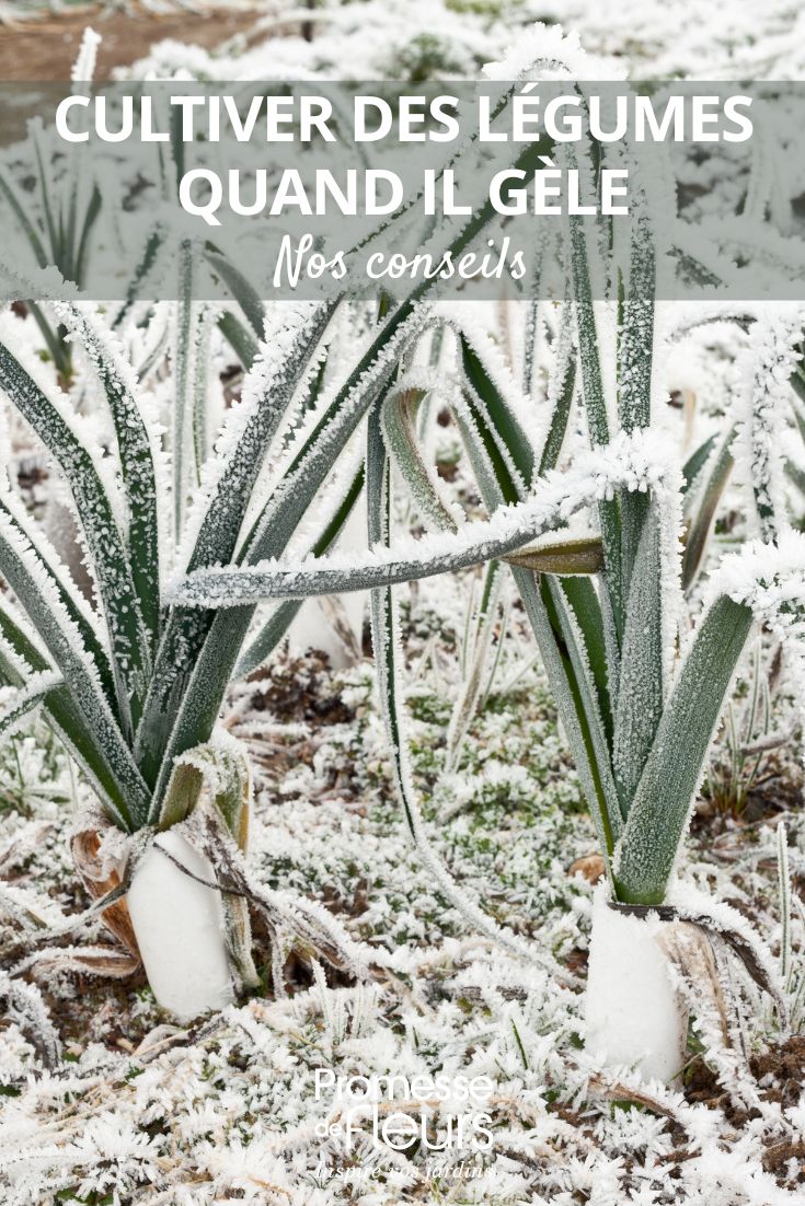 Puerros del huerto en invierno