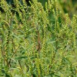 Ambrosía: ¿cómo combatirla de forma natural en el jardín?