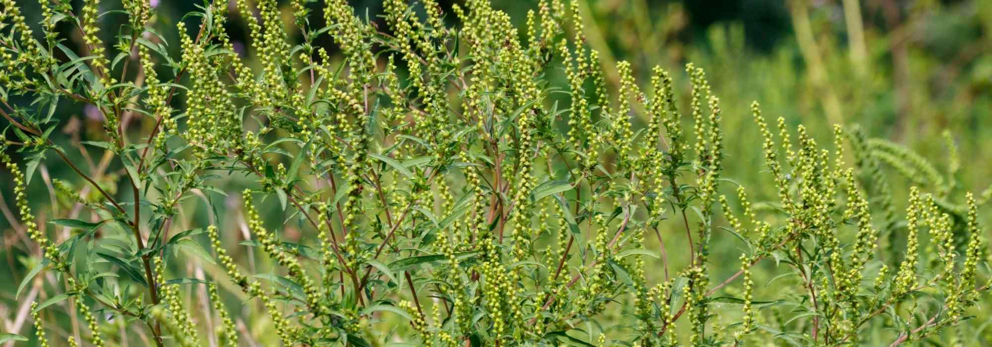 Ambrosía: ¿cómo combatirla de forma natural en el jardín?