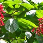 ¡7 árboles con flores rojas para un jardín deslumbrante!