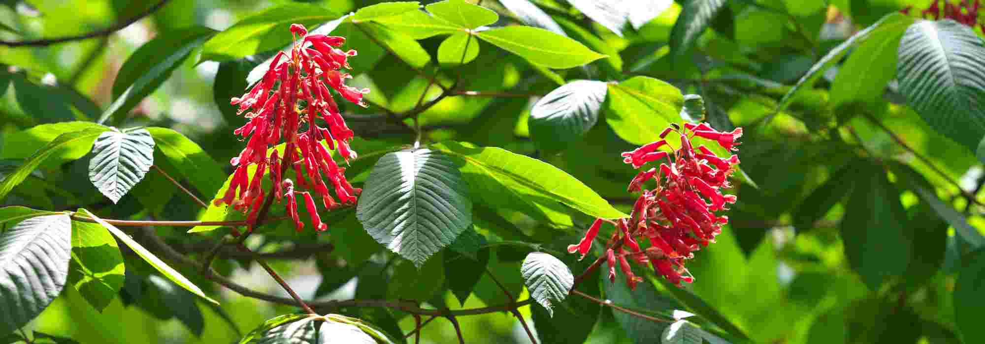 ¡7 árboles con flores rojas para un jardín deslumbrante!