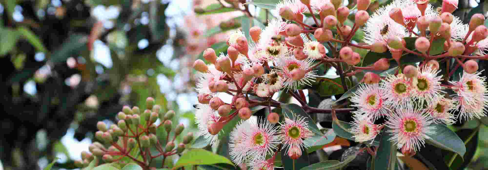 Los árboles más bonitos de Floración otoñal para alegrar el jardín