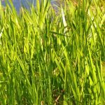 ¡Los carex, una buena solución para márgenes y suelos húmedos!