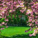 Las enfermedades y parásitos de los cerezos japoneses