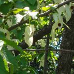 ¿Cómo elegir bien un Davidia, o Árbol de los pañuelos?