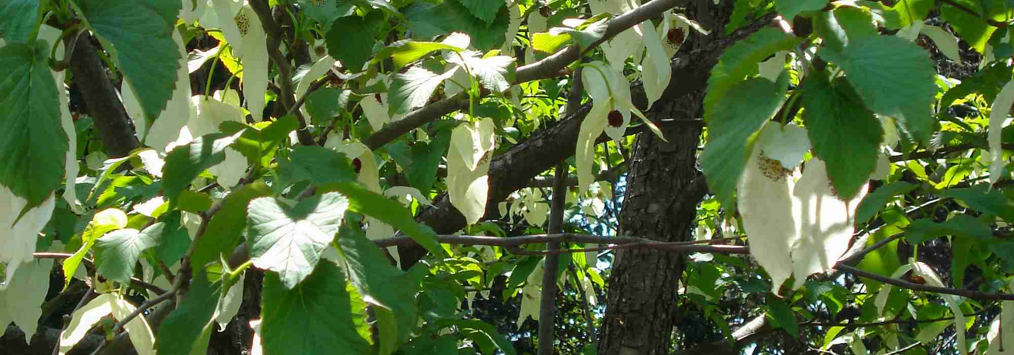 ¿Cómo elegir bien un Davidia, o Árbol de los pañuelos?