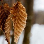Los follajes marcescentes: una ventaja para el jardín en invierno