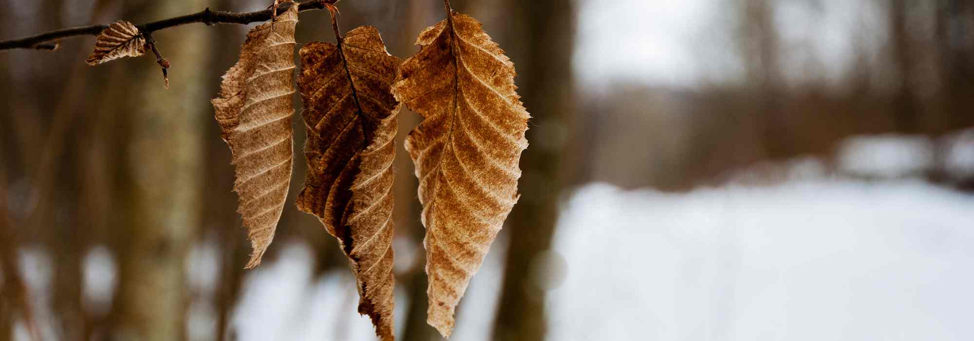 Los follajes marcescentes: una ventaja para el jardín en invierno