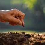 ¿Cómo probar la germinación de semillas viejas?