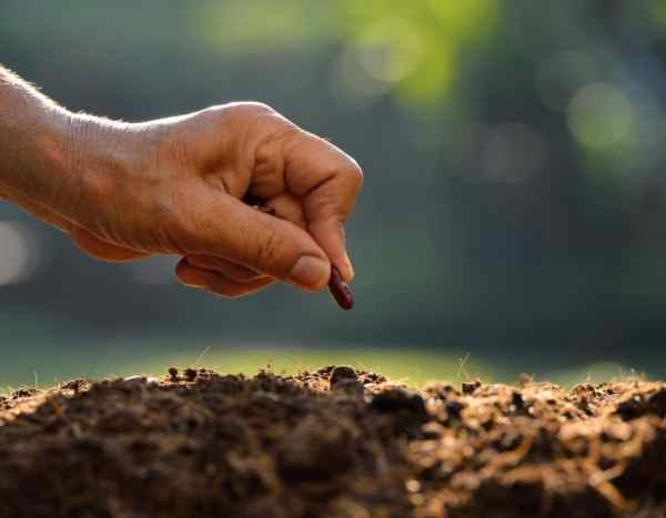 ¿Cómo probar la germinación de semillas viejas?