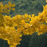 5 ideas bonitas para asociar el Árbol sagrado