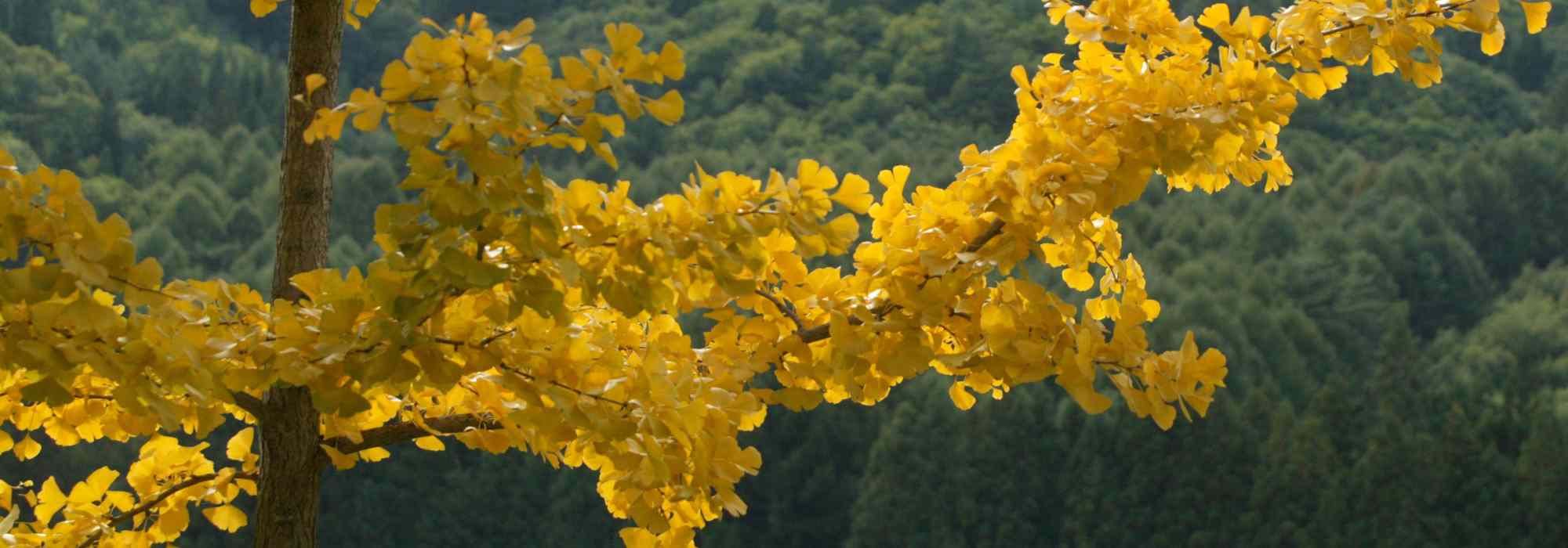 5 ideas bonitas para asociar el Árbol sagrado