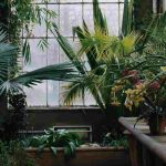 El jardín de invierno: un joyero de verdor bajo vidrio