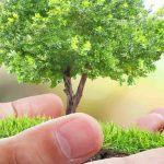 Plantar un árbol en Santa Catalina: un ritual que (re)descubrir