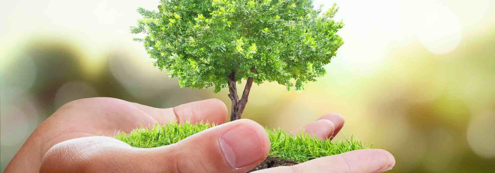 Plantar un árbol en Santa Catalina: un ritual que (re)descubrir