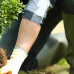 Plantar para reconstruirse o el poder reparador de la planta