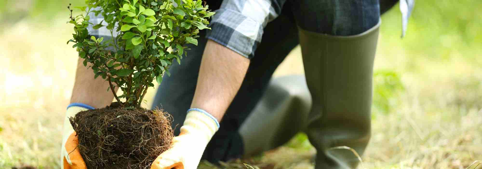 Plantar para reconstruirse o el poder reparador de la planta