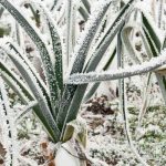 ¿Qué verduras cultivar cuando hiela en el huerto?